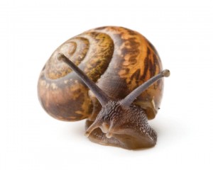 Garden snail
